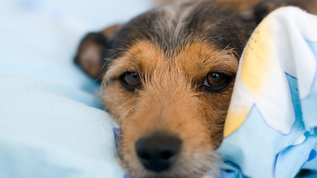 Il cane che vuole uscire di notte