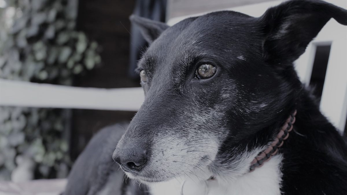 Il cane con i borboglii di pancia