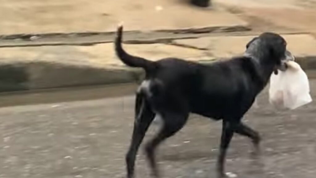 Il simpatico cane consegna il pane ogni giorno