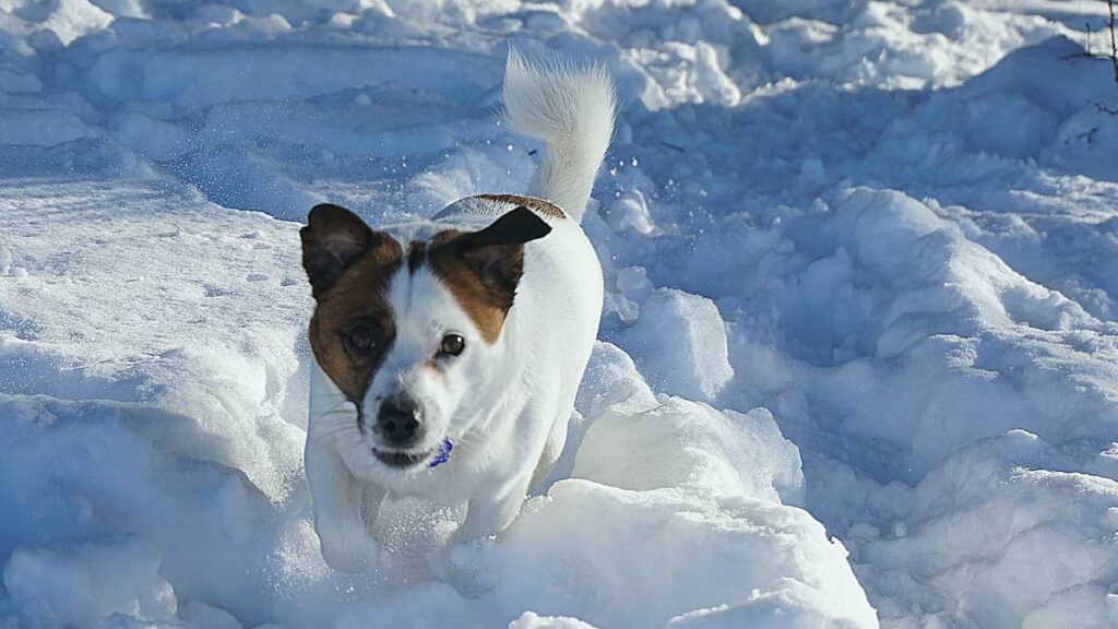 Un cane da valanga