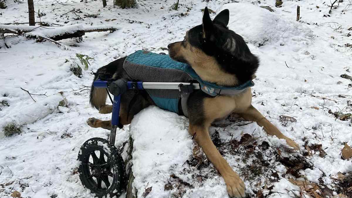 Uno dei cani di cui si occupa Tracey