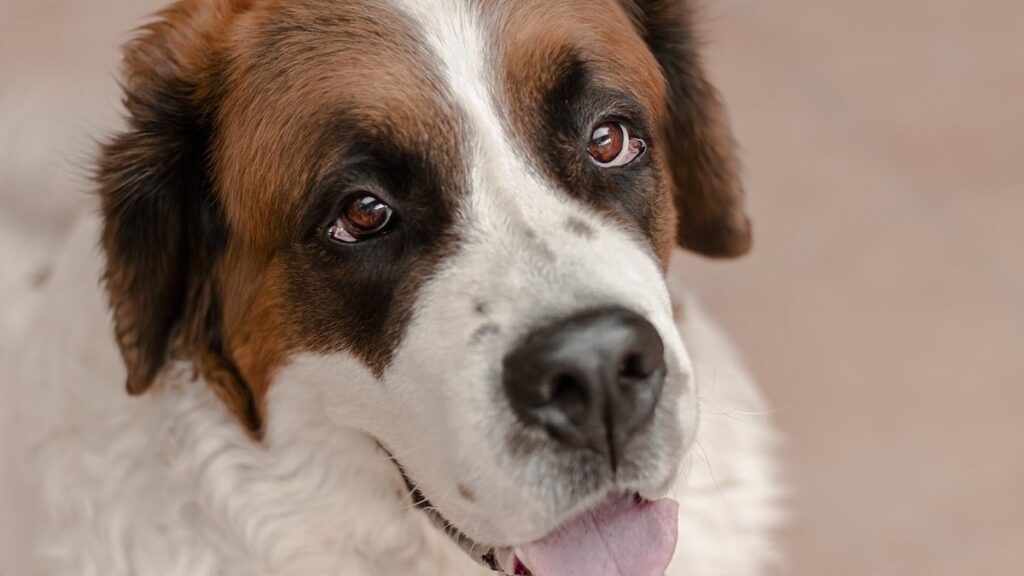 Capire se un cane è di razza pura