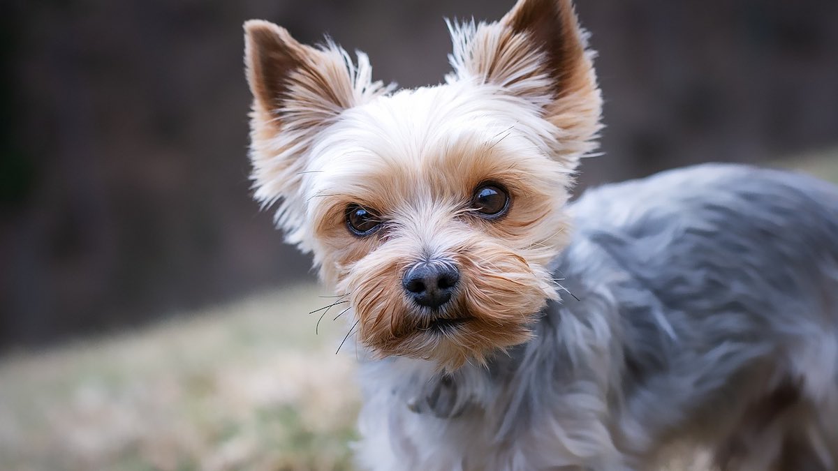 Come capire se un cane è di razza