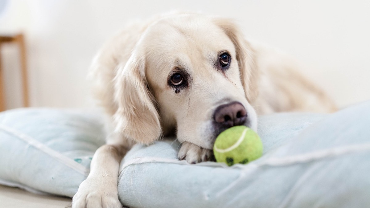 Il cane con ansia da separazione