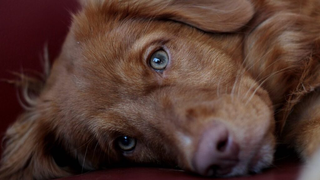 Il cane percepisce la presenza del ciclo mestruale?