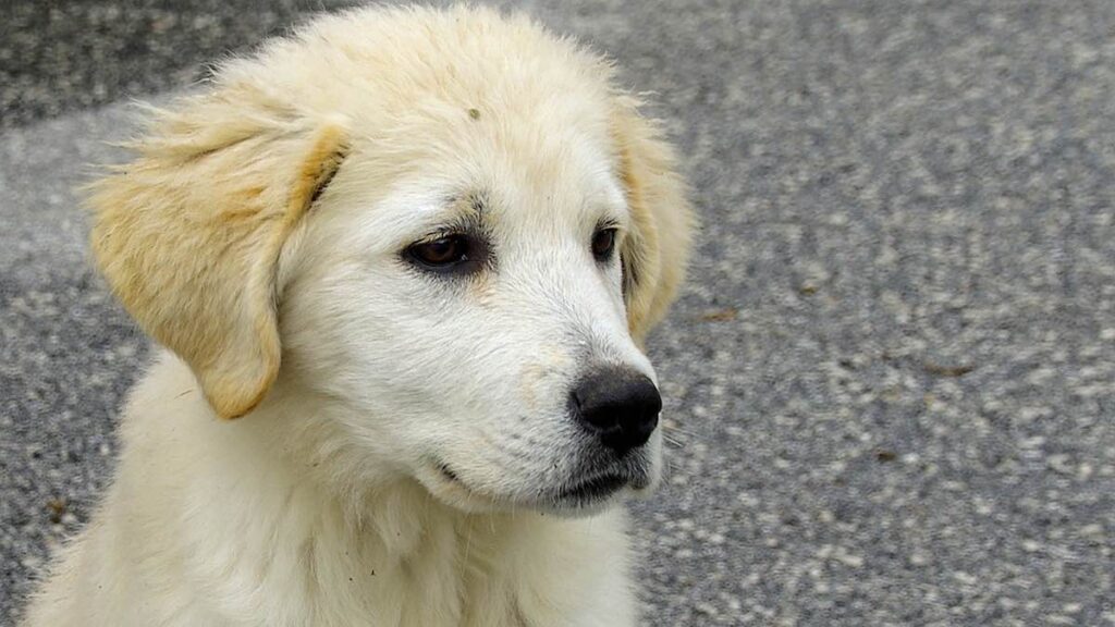 Il cane sente l'odore del sangue