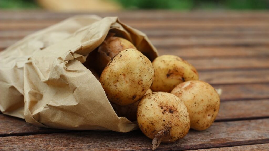 Il cane può mangiare le patate