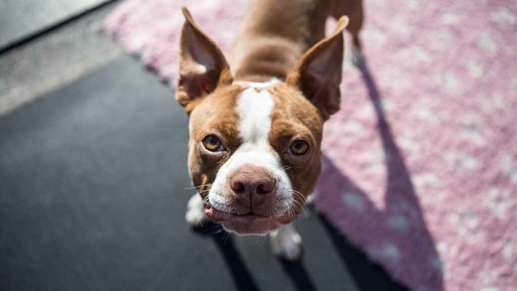 Perché a volte il cane ha il pelo rosa nel viso