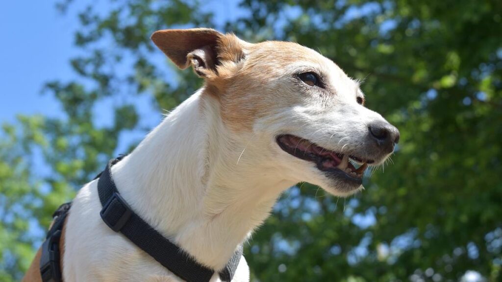 Il cane e il rapporto con la pettorina