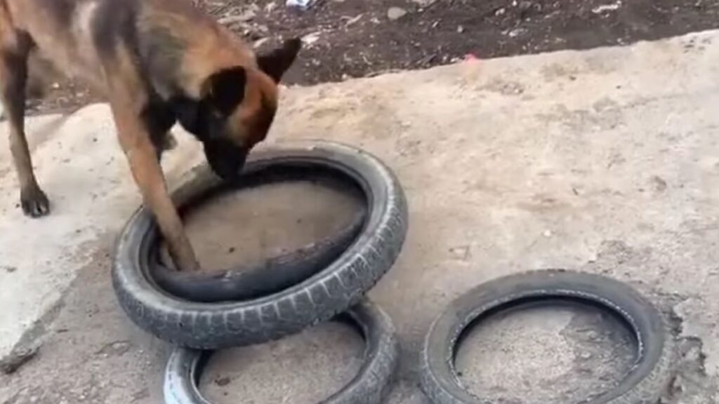 Il cane intelligente e le ruote