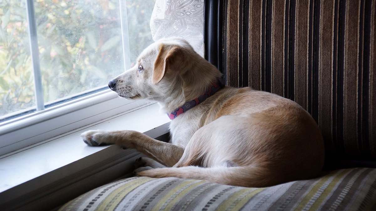 Addestrare il cane per la sicurezza in casa