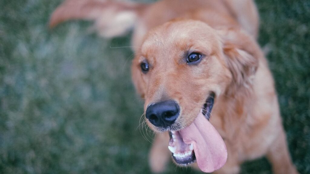 Un cane felice che scodinzola