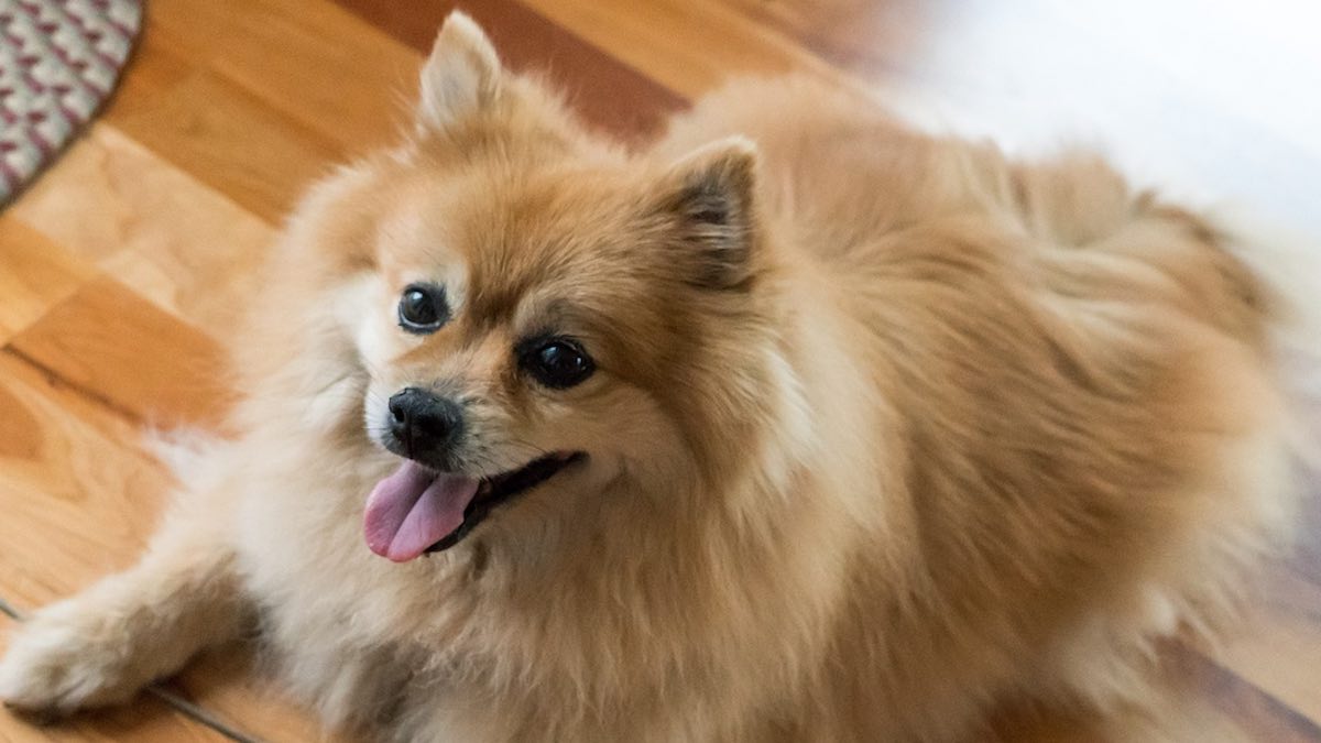 Tenere il cane forte e sano