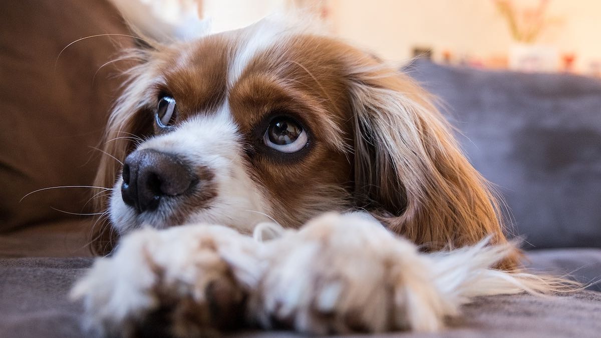 Perché il cane è geloso?