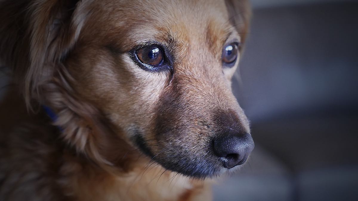 Il cane ha paura dei rumori