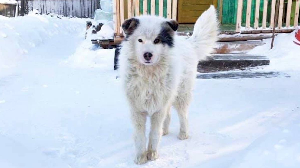 Il cane che in Siberia ha salvato un neonato