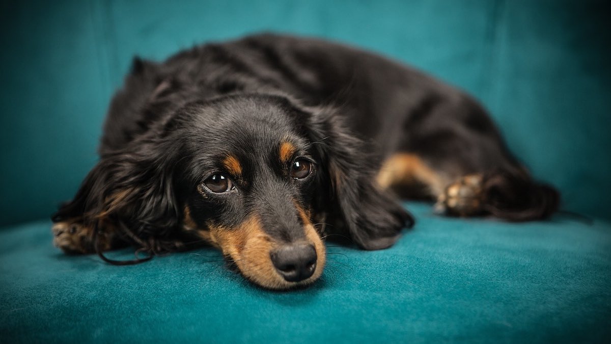 Perché il cane diventa inquieto di notte