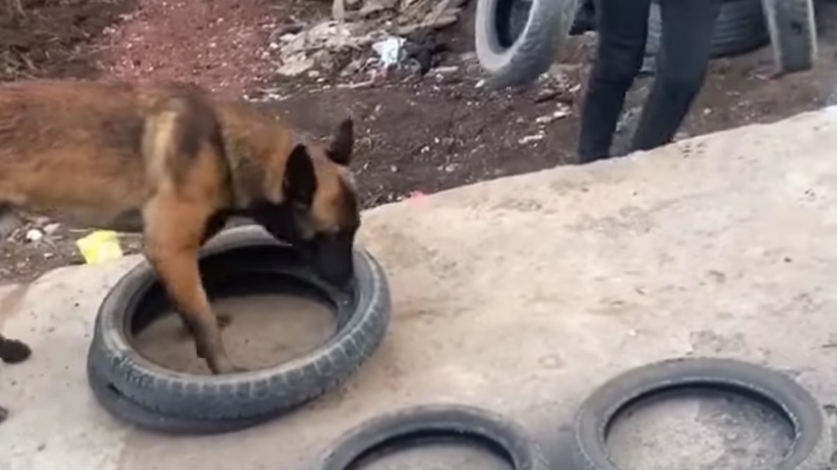 Il cane molto furbo con le ruote