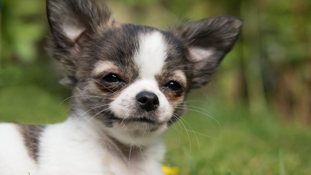 Il cane monta la gamba: perché?