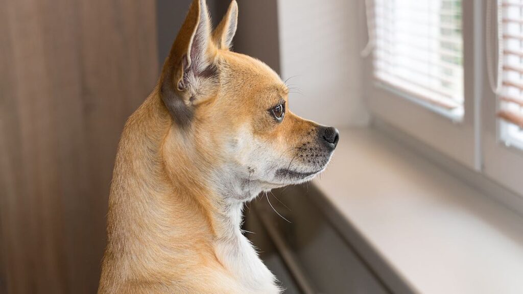 Il cane addestrato per la sicurezza in casa