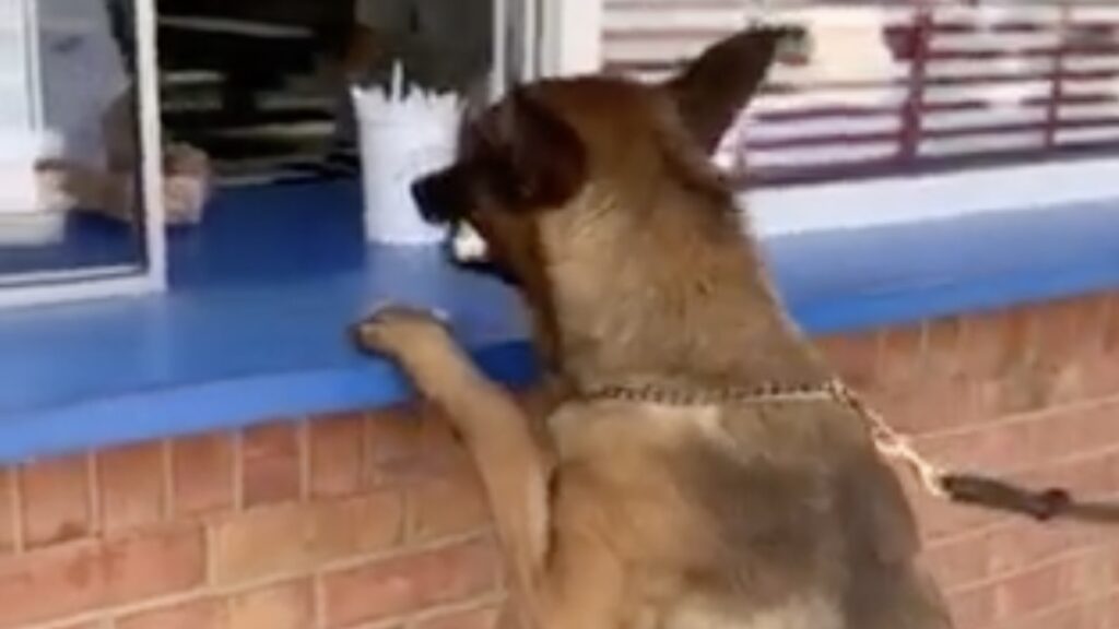 Il cane poliziotto davanti ad un bel gelato