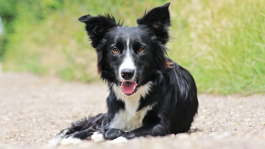 Cosa fare se il cane ringhia e salta