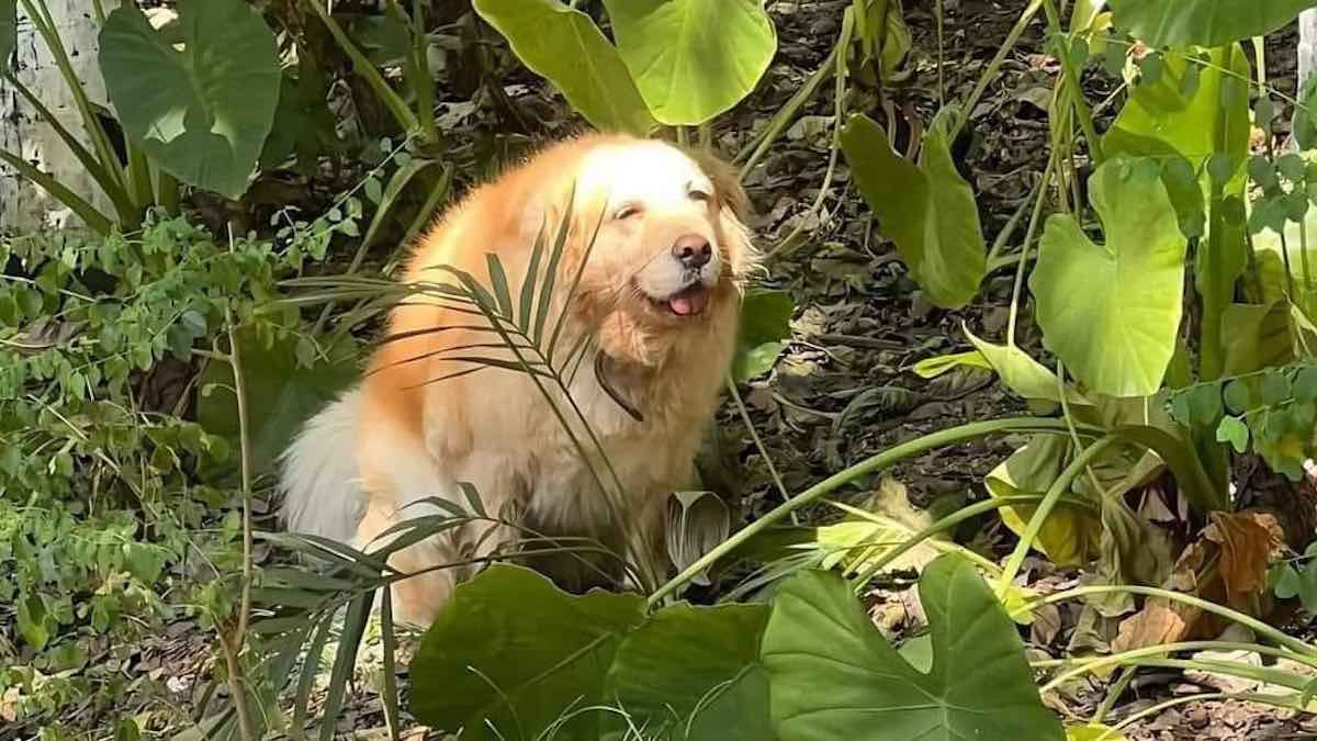 Un golden retriever soddisfatto