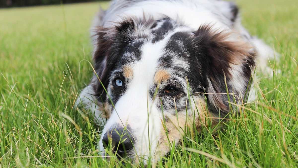 Perché il cane vomita le patate