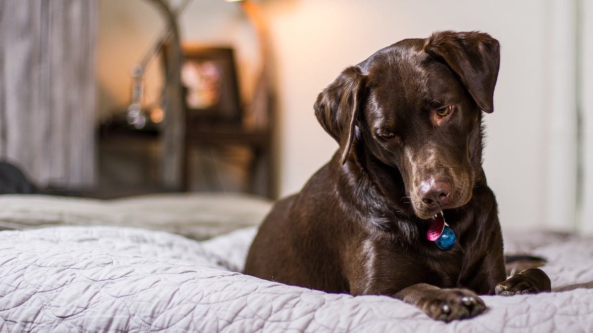 Perché il cane vuole uscire di notte