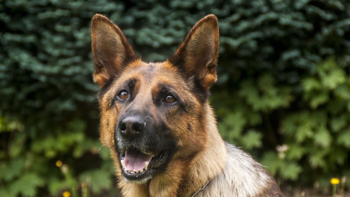 Perché i cani sono attratti dal sangue