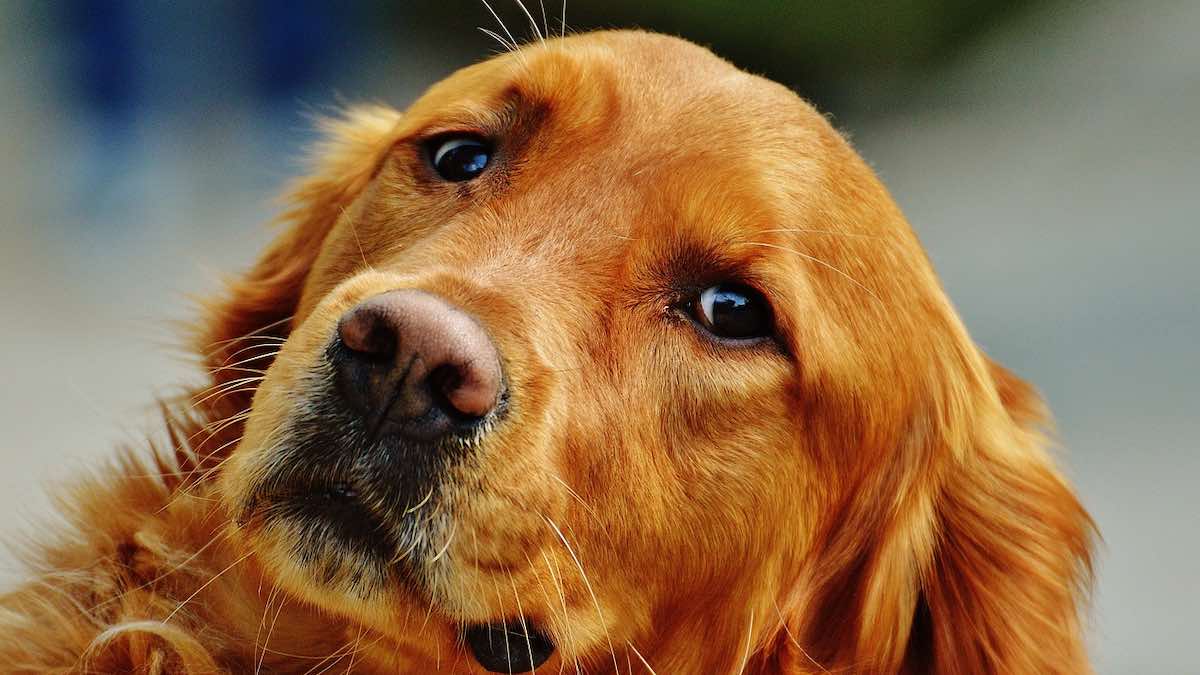 Cosa fare in caso di cani con allergie alimentari