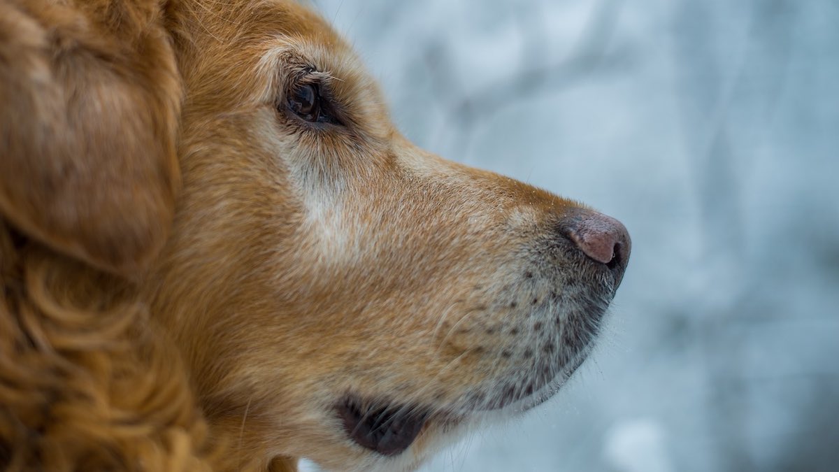 Le razze di cani da valanga