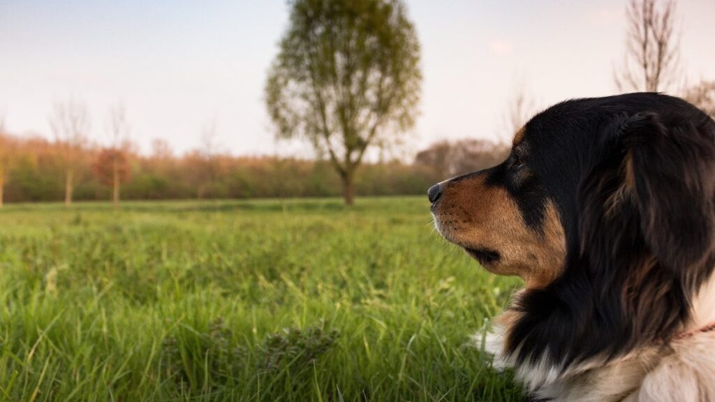 Come prevenire le scottature solari nei cani