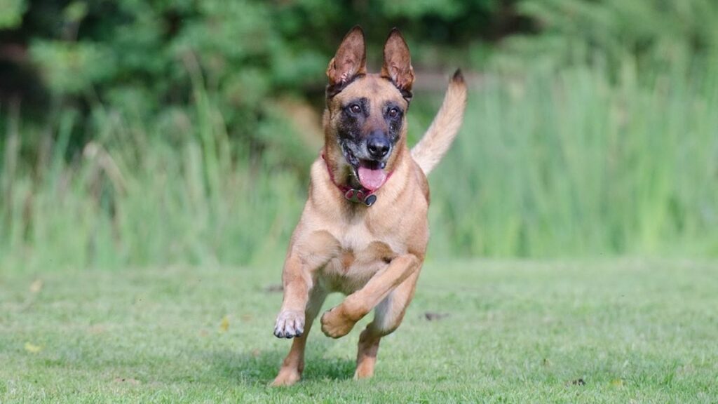 I cani e i vantaggi dell'esercizio fisico