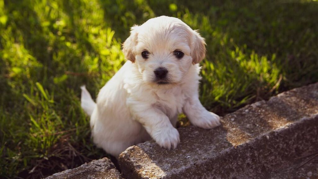 Perché i cani nascono senza udito