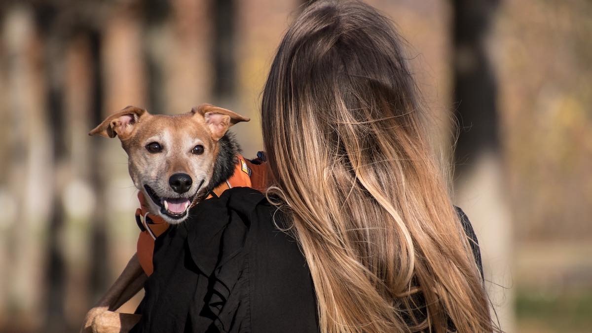 Perché i cani rifiutano la pettorina