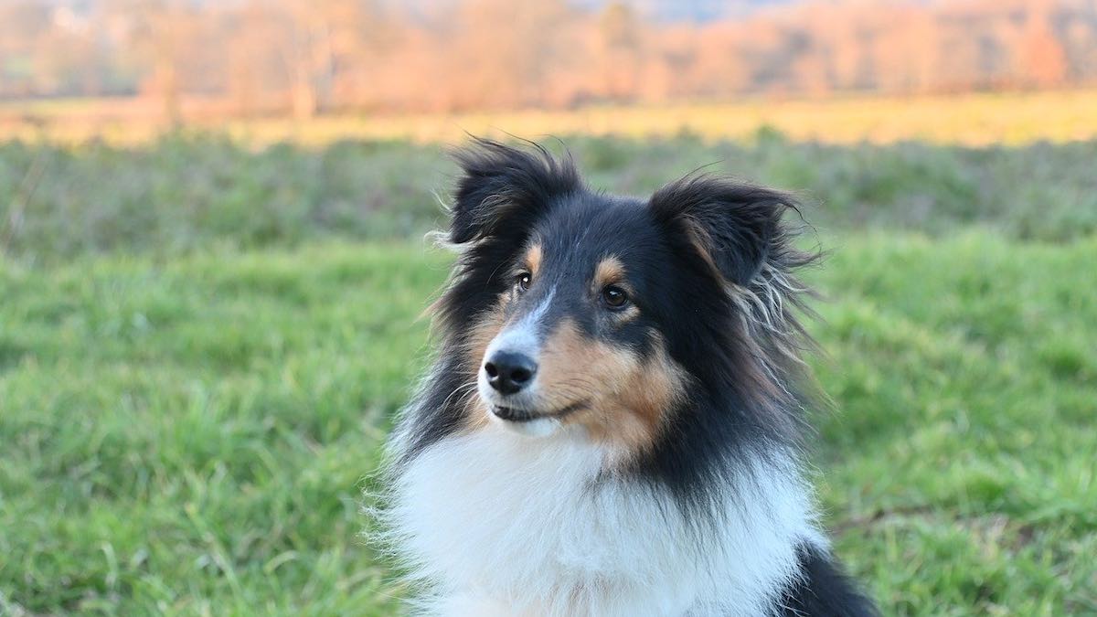 I cani riescono a vedere tutti i colori?