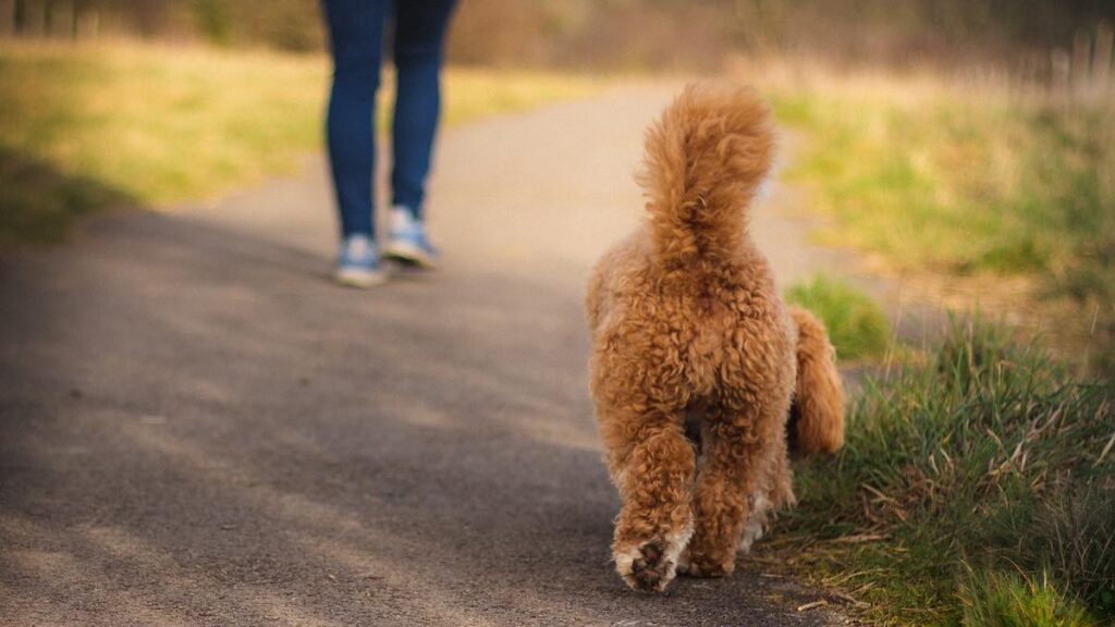 Perché il cane ha la coda a chiazze