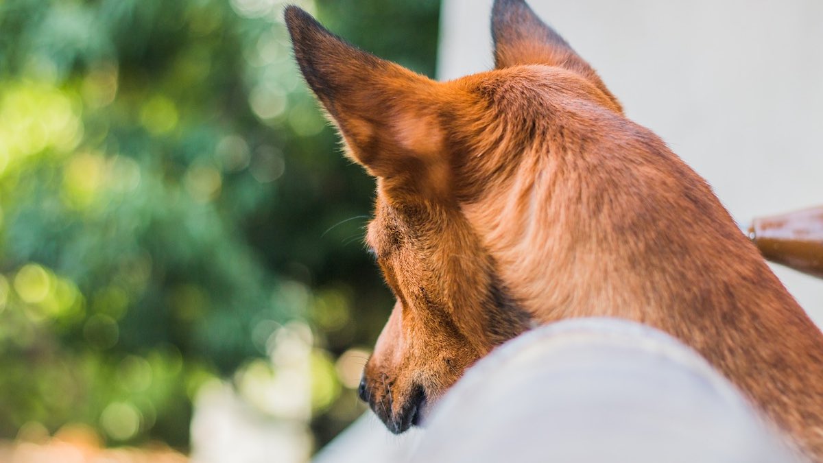 Le cause della coda a chiazze nel cane