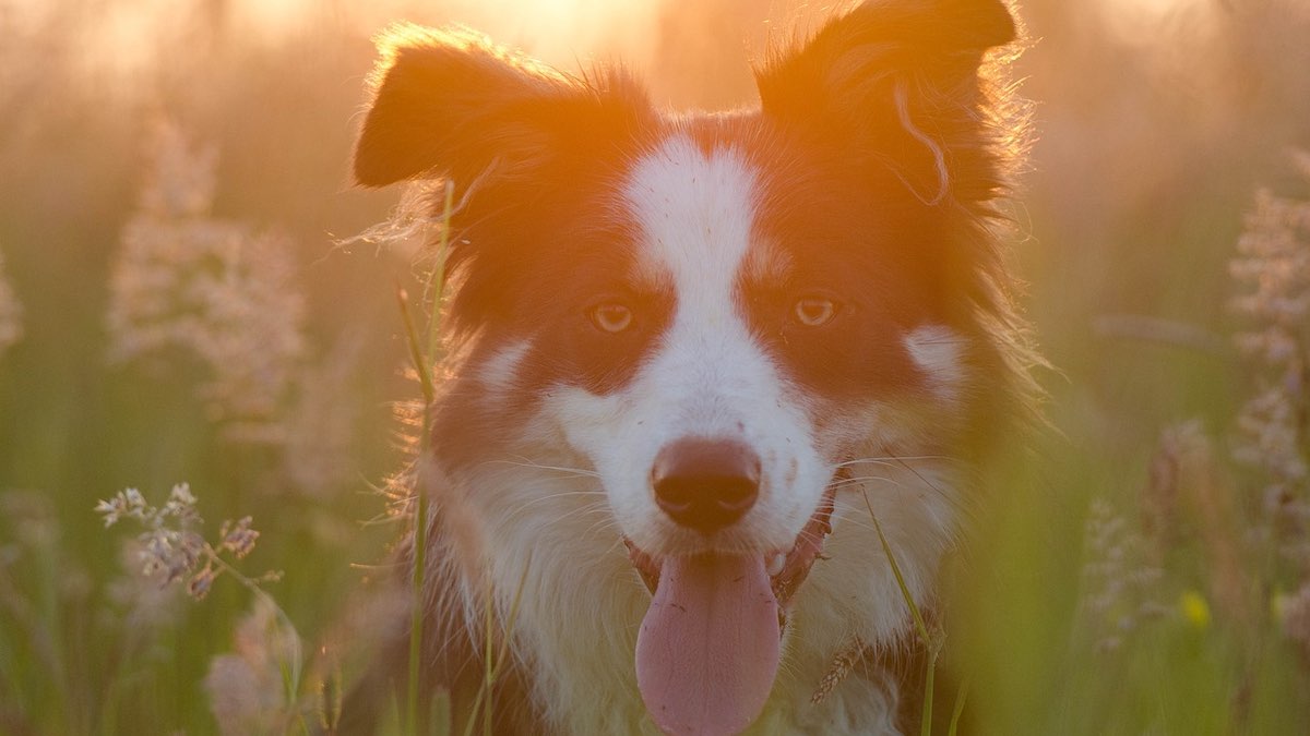 I sintomi del colpo di calore nei cani