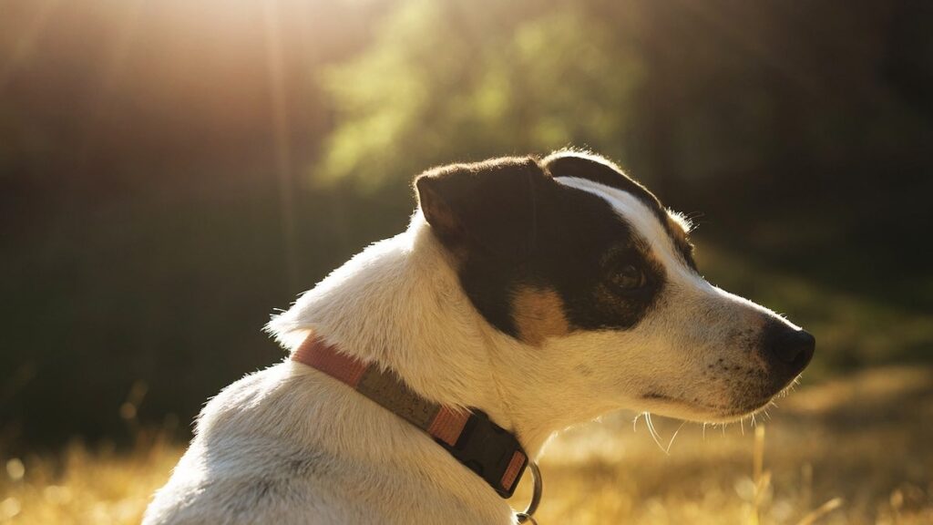 Perché si verifica il colpo di calore nel cane