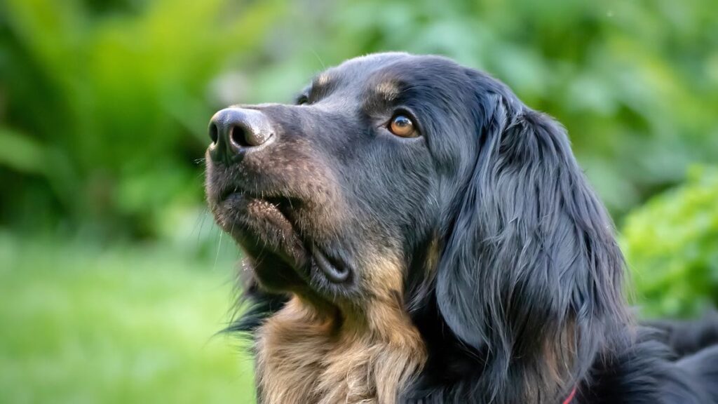 Il trattamento della congiuntivite nel cane