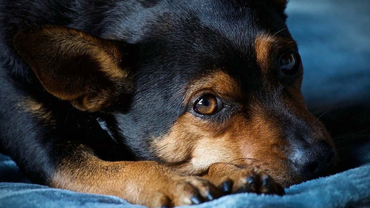 Come Prevenire E Trattare La Congiuntivite Nel Cane