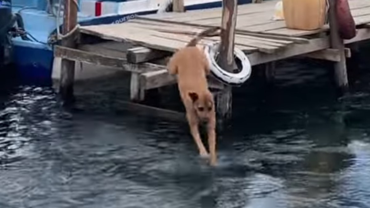 La cucciola si tuffa in acqua per seguire il turista