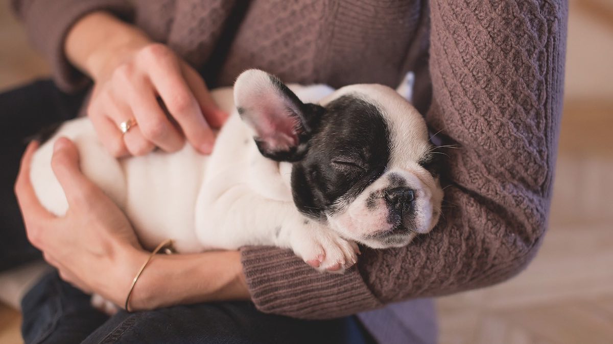 I cuccioli di cane nascono senza udito