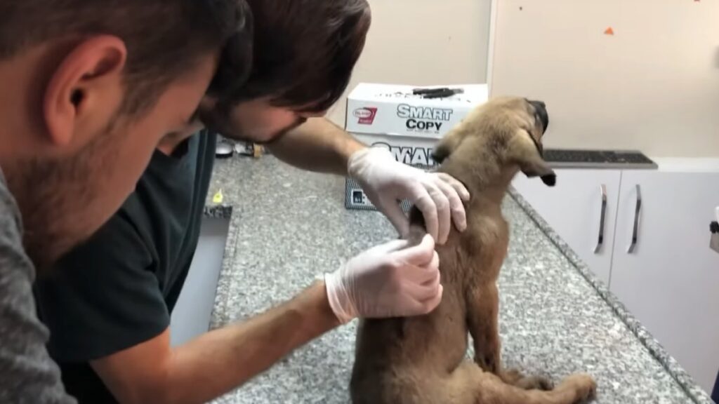 Il cucciolo abbandonato portato dal veterinario