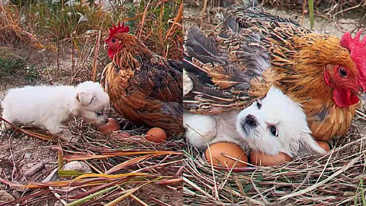 Il cucciolo che si è innamorato della gallina