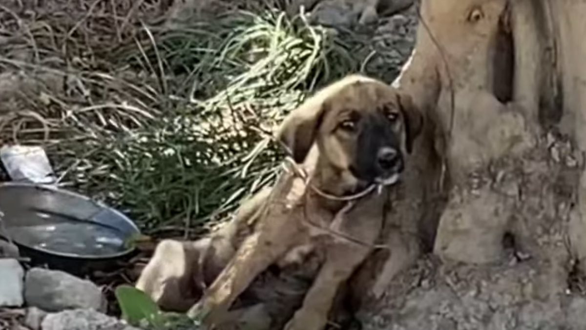 Il cucciolo legato con il filo metallico e abbandonato