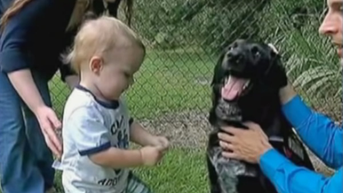 Il cucciolo che ha salvato il bambino