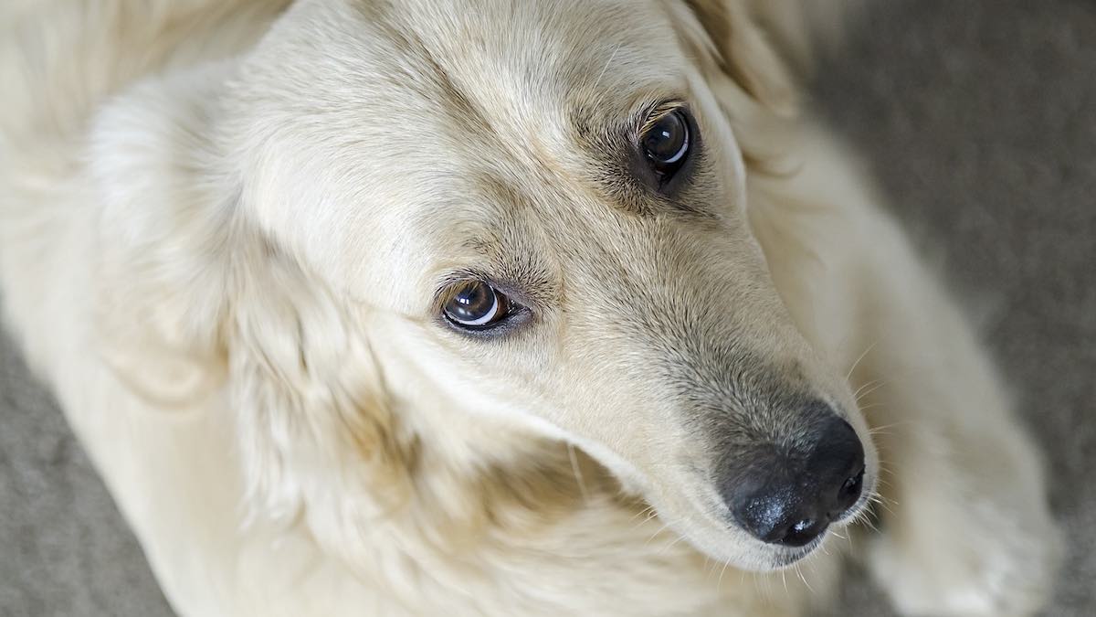 Quanti sono i denti dei cani adulti